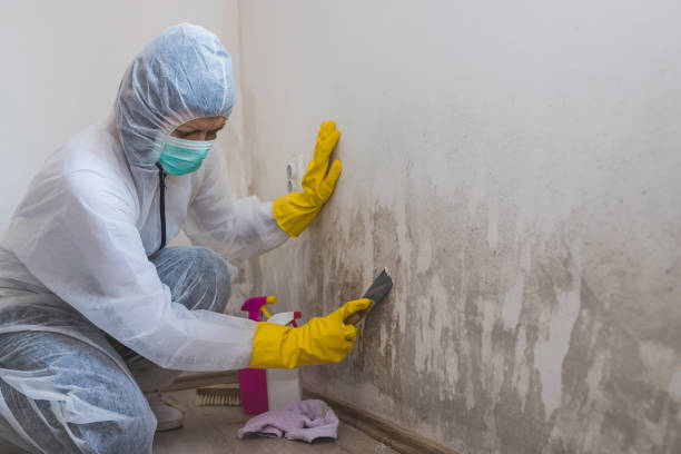 Mold Removal and Inspection in Regency At Monroe, NJ